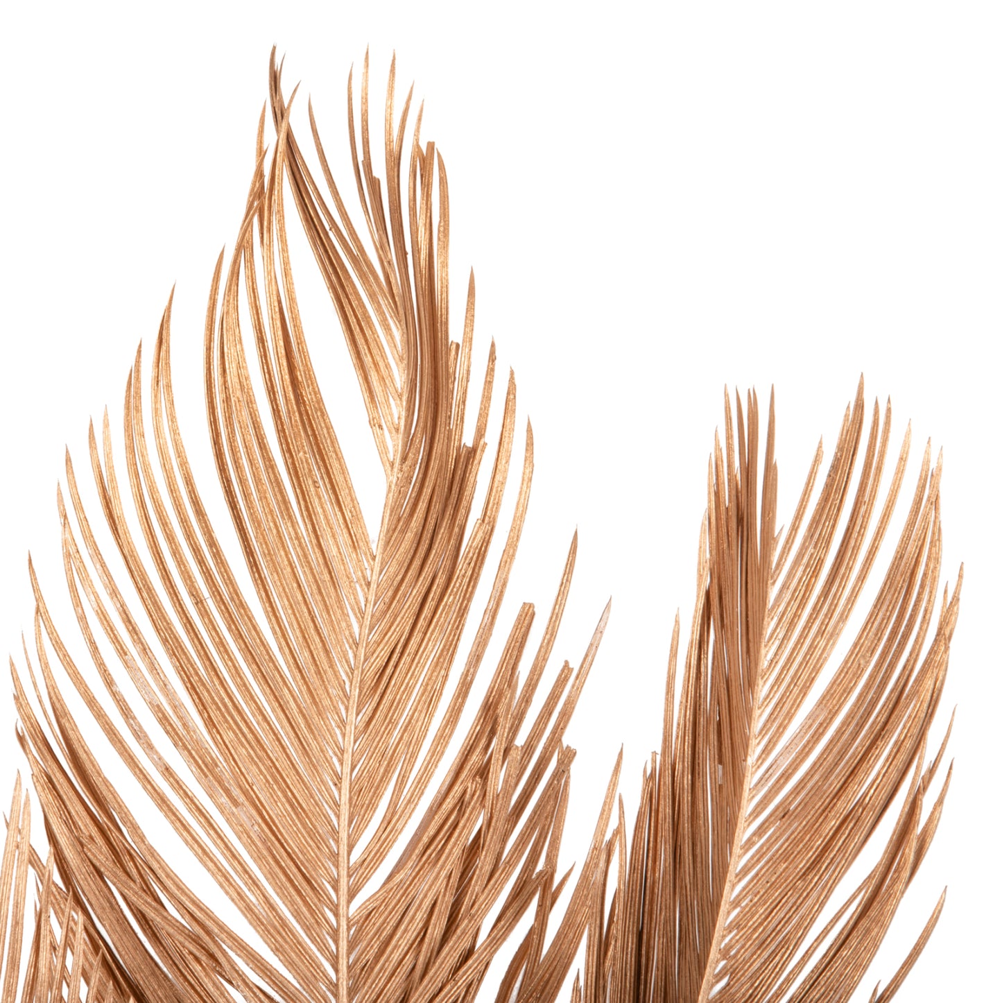DECORATIVE DRIED 3-LEAF SET OF PALM TREE HM7958 GOLD 110Hcm.