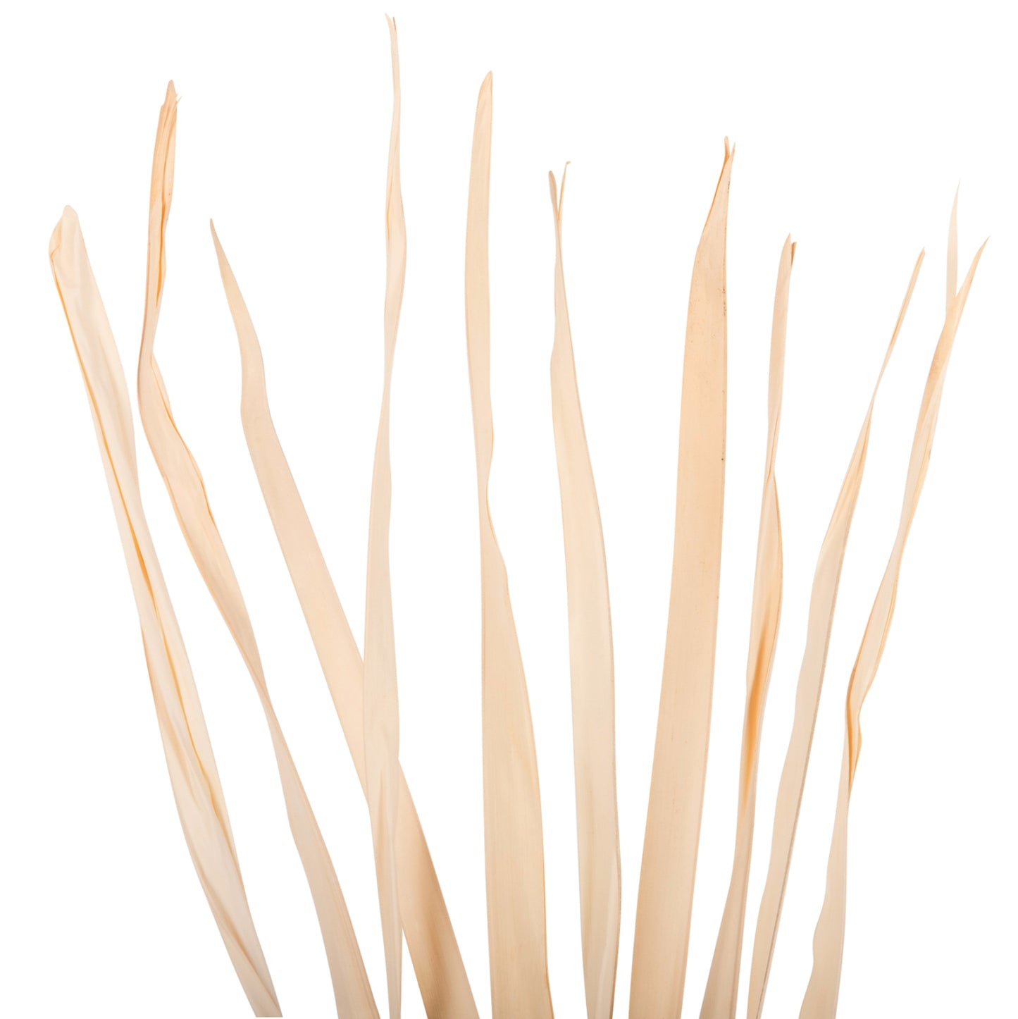 DECORATIVE DRIED SWORD LEAF BOUQUET HM7964 10PCS NATURAL 120Hcm.