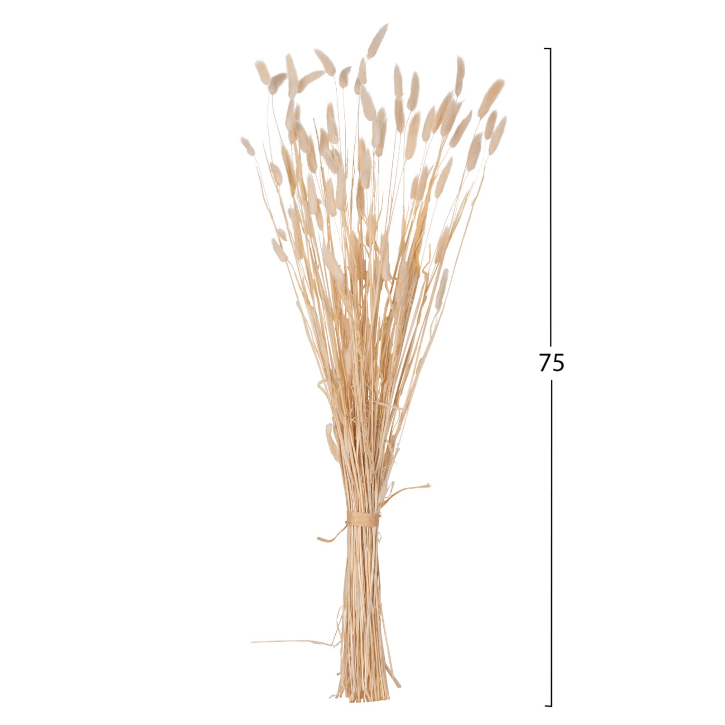 DECORATIVE DRIED BOUQUEΤ RABBIT TAIL HM7959 CREAM 76Hcm.