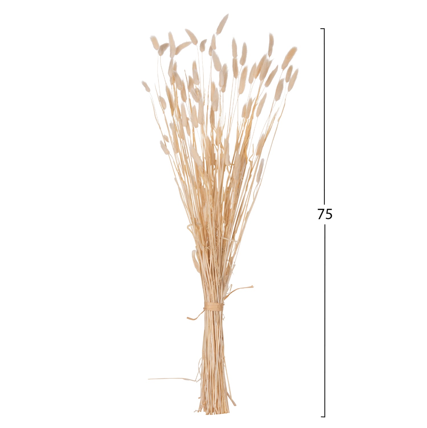 DECORATIVE DRIED BOUQUEΤ RABBIT TAIL HM7959 CREAM 76Hcm.