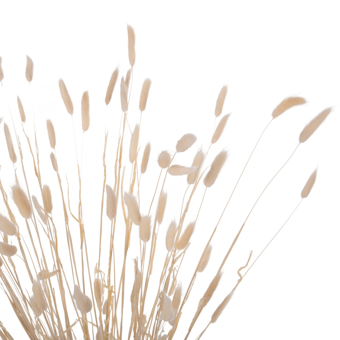 DECORATIVE DRIED BOUQUEΤ RABBIT TAIL HM7959 CREAM 76Hcm.