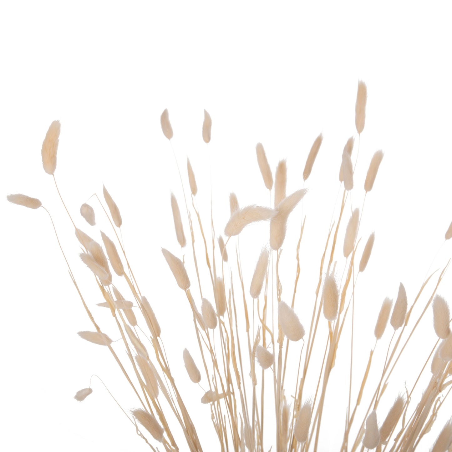 DECORATIVE DRIED BOUQUEΤ RABBIT TAIL HM7959 CREAM 76Hcm.