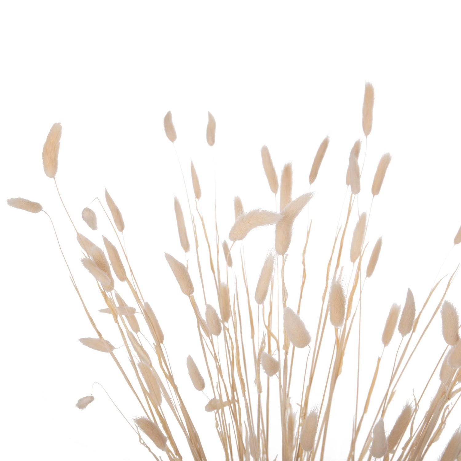 DECORATIVE DRIED BOUQUEΤ RABBIT TAIL HM7959 CREAM 76Hcm.