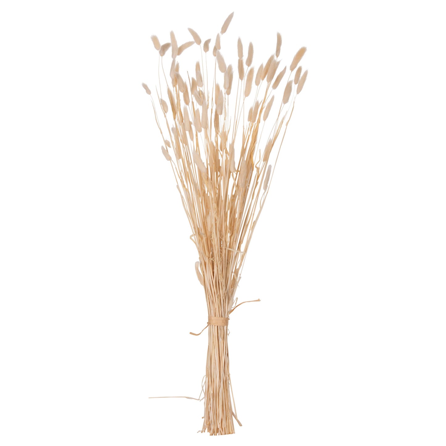 DECORATIVE DRIED BOUQUEΤ RABBIT TAIL HM7959 CREAM 76Hcm.