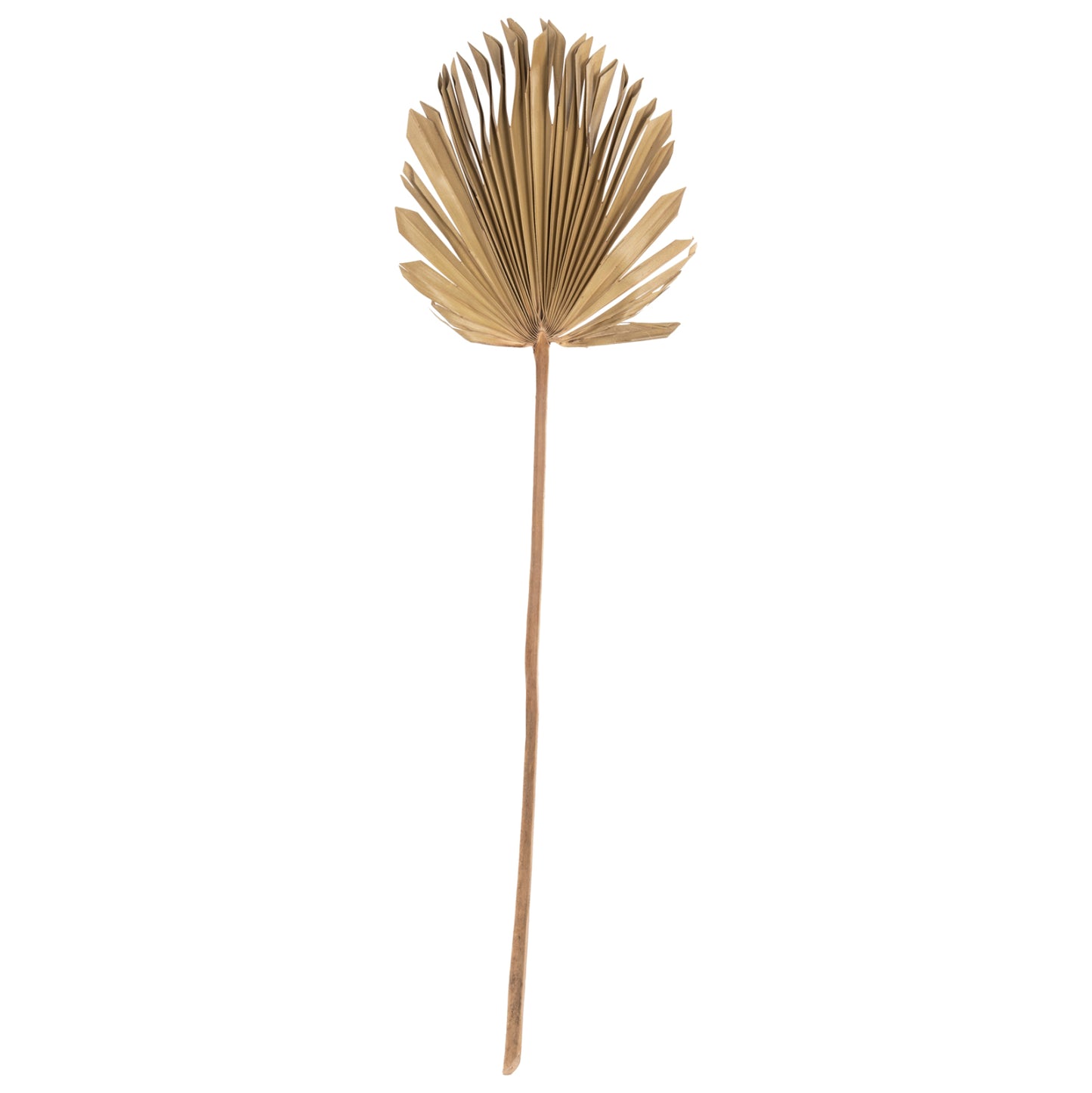 WALL DECOR HM7876 DRIED PALM LEAF IN NATURAL COLOR 30x102x3 cm.
