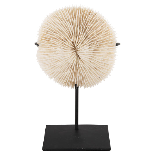 TABLE DECORATION HM4273 CORAL IN NATURAL COLOR- BLACK METAL STAND 8x8x16H cm.